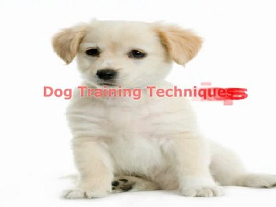 Learn Dog Training Techniques