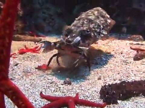 Nourrissage des poissons du Musée océanographique de Monaco