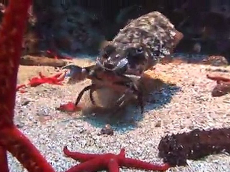 Nourrissage des poissons du Musée océanographique de Monaco