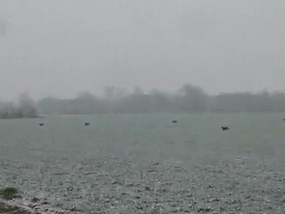 B.C.C.C 2012 les beagles des trois barreaux de la luzabert et le lievre !!