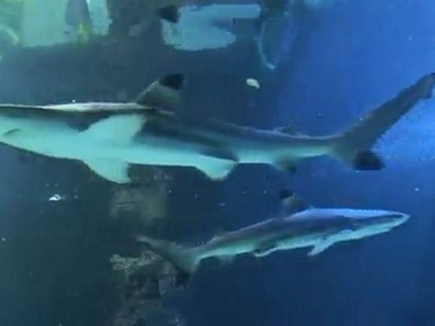 Requins pointes-noires au Musée océanographique de Monaco