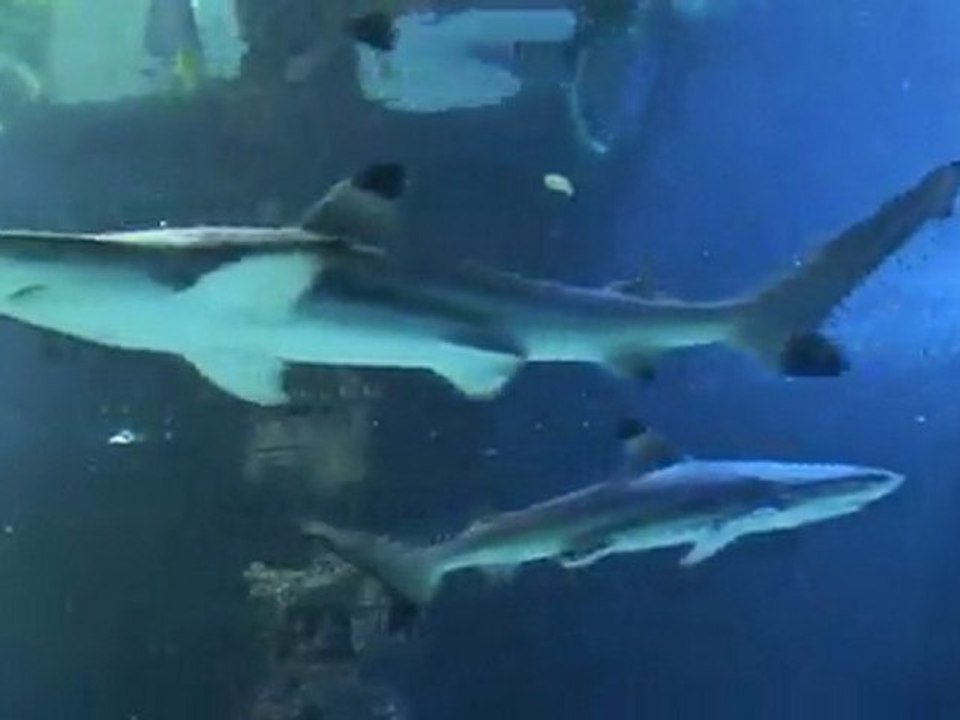 Requins pointes-noires au Musée océanographique de Monaco