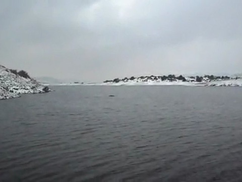 Suda yüzen domuz