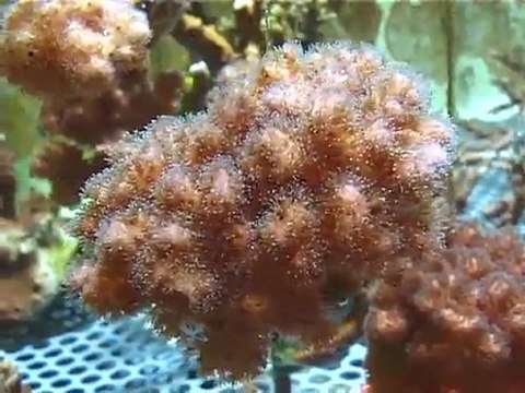 La culture du corail au Musée océanographique de Monaco