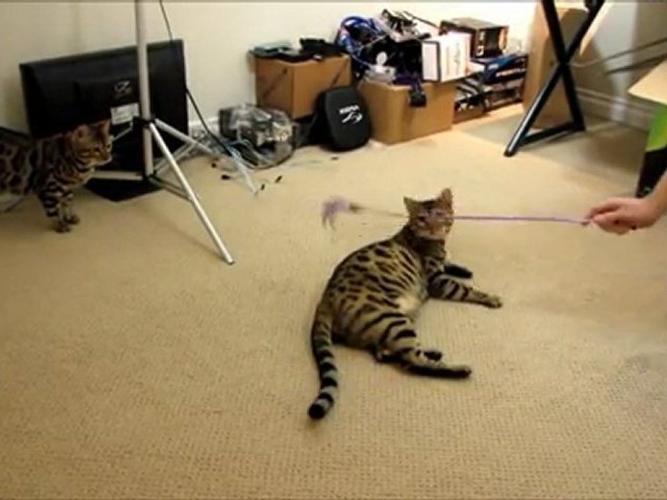 Speeding Fast Bengal Cats Racing After Their Teaser Rocket & Rumble Linus Cat Tips
