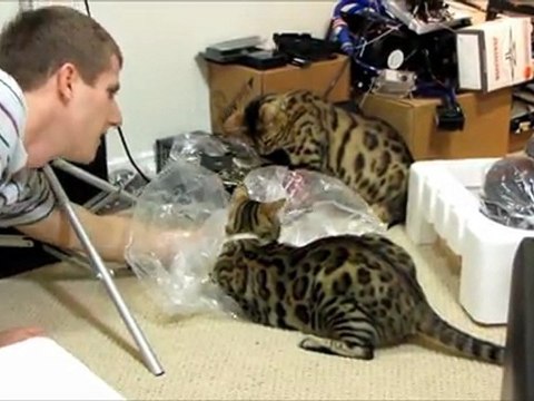 Cats vs Plastic Bag & SATA Cable Rumble & Rocket R Confuse Linus Cat Tips