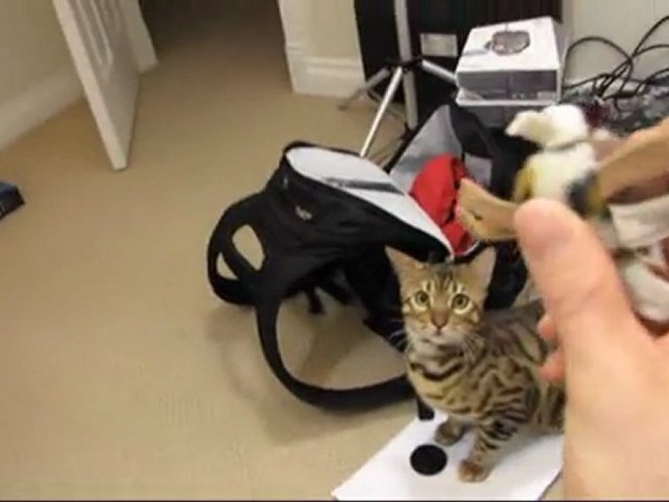 Bengal Rumble Playing With His Fetchy Toy Linus Cat Tips