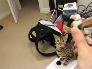 Bengal Rumble Playing With His Fetchy Toy Linus Cat Tips