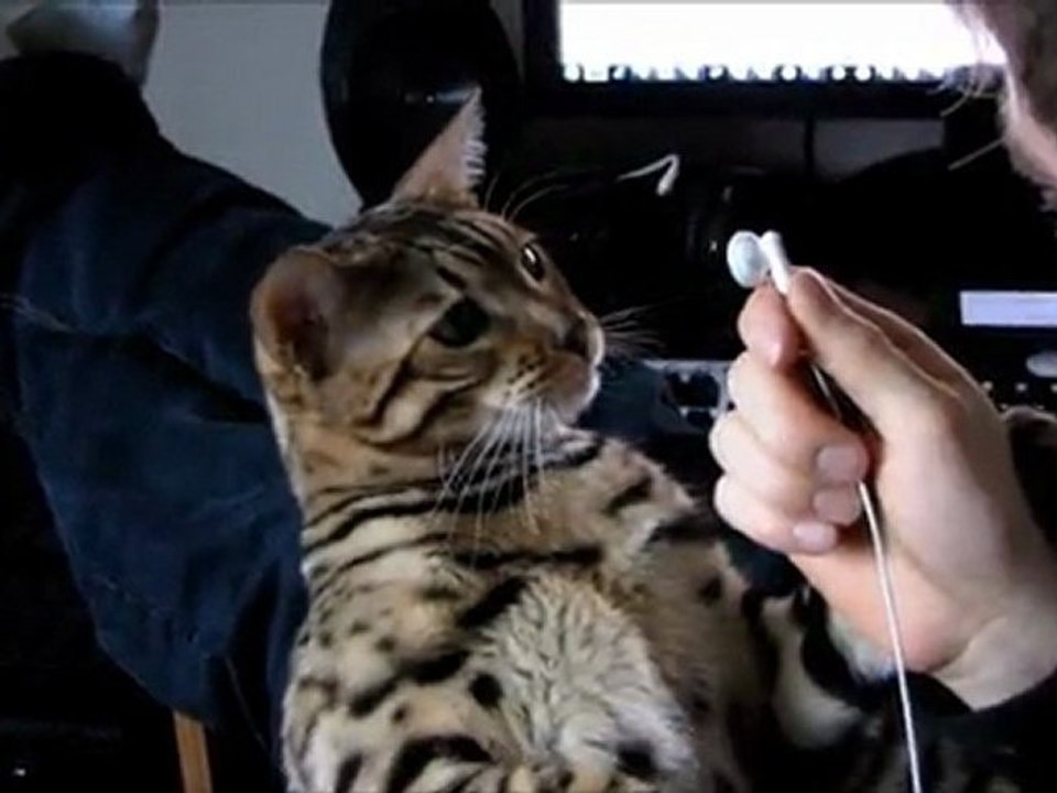 Bengal Cat Rumble Attacking My Ear Buds Linus Cat Tips