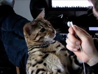 Bengal Cat Rumble Attacking My Ear Buds Linus Cat Tips