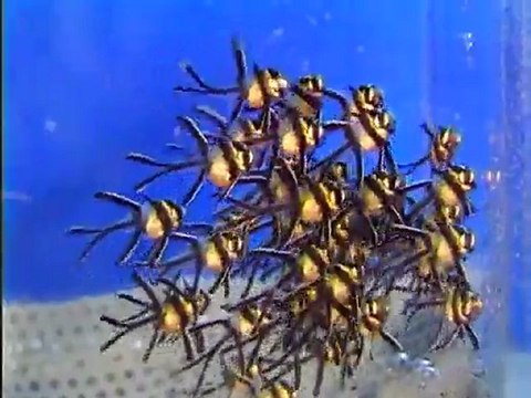 Reproduction de poissons au Musée océanographique de Monaco