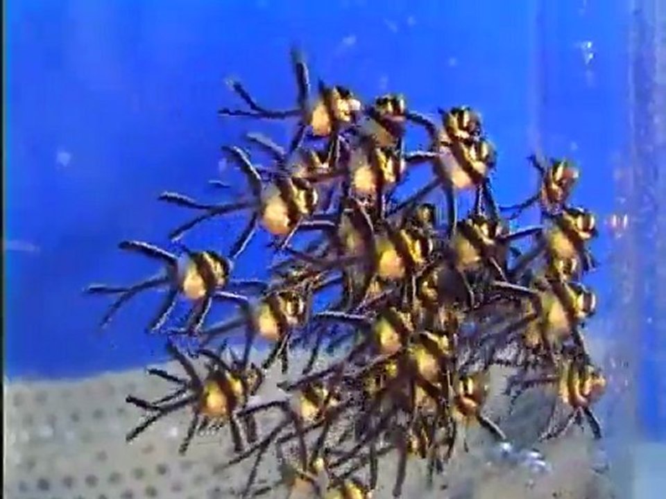 Reproduction de poissons au Musée océanographique de Monaco