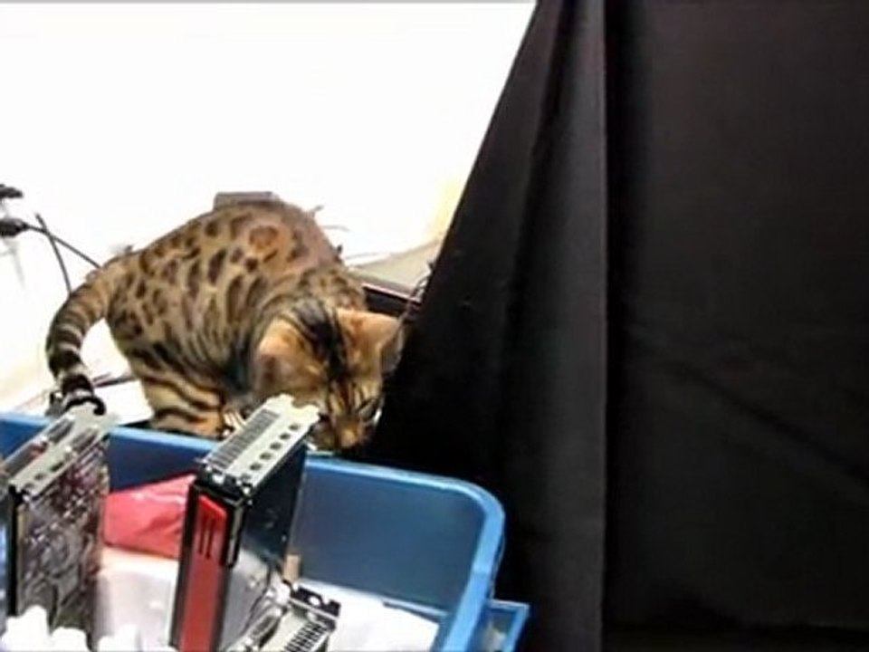 Playing With Bengal Cat Rumble In My Computer Room Linus Cat Tips
