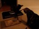 Bengal Cats Rocket & Rumble Playing With Pet Mice Linus Cat Tips