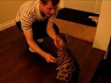 Bengal Cat Rumble Demonstrating Come Sit & Shake Paw Linus Cat Tips