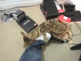 Bengal Cat Rumble Attacking Feet Linus Cat Tips