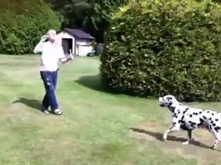 Duffy the Wonder Dalmatian Jumping and Catching Bubbles