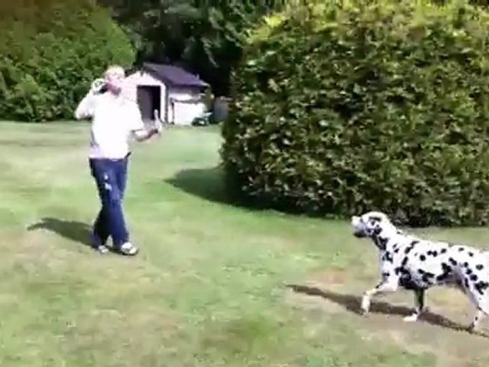 Duffy the Wonder Dalmatian Jumping and Catching Bubbles