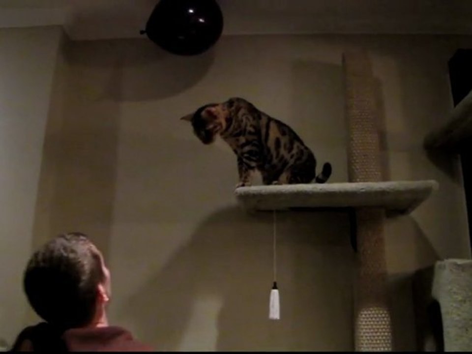 Helium Balloons and Cats... A Potent Combination Linus Cat Tips