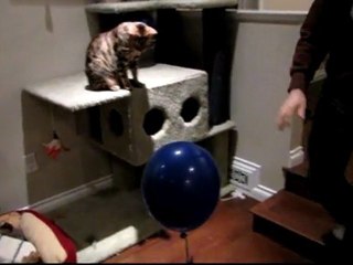 Neutrally Buoyant Helium Balloon vs My Bengal Cats Linus Cat Tips