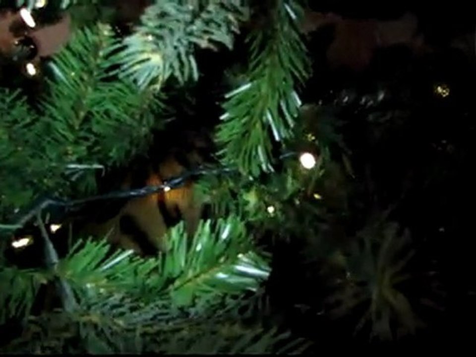 Rocket Climbs the Christmas Tree (Again) Bengal Linus Cat Tips