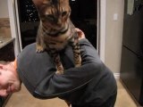 Rumble Cat Goes for a Ride on My Back and Shoulder Linus Cat Tips