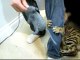Rumble Bengal Cat Attacks My Leg Linus Cat Tips