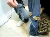 Rumble Bengal Cat Attacks My Leg Linus Cat Tips