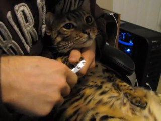 How to Clip Your Cat's Nails With My Bengal Rumble Linus Cat Tips
