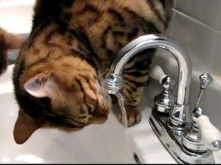 Occupy Sink Movement has Started in my House with Rumble Leading the Charge Linus Cat Tips