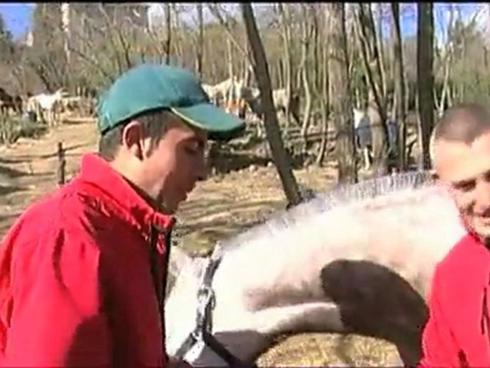 EXTRAIT - Jeunes chevaux, les parcours de l'excellence - Equidia Life