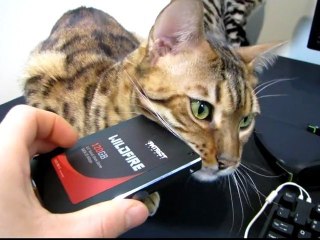 Find Out What Rumble Loves and Hates Linus Cat Tips