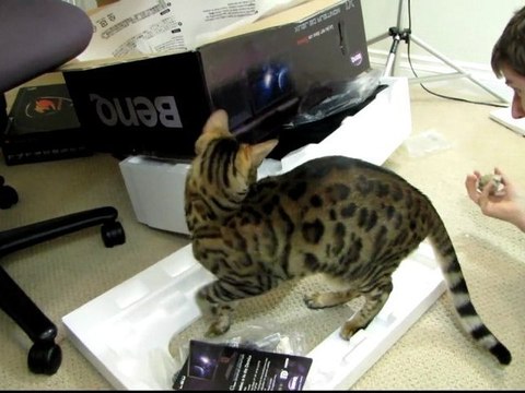 Cute Game With Rumble - Hide the Toy Under the Monitor Box Linus Cat Tips
