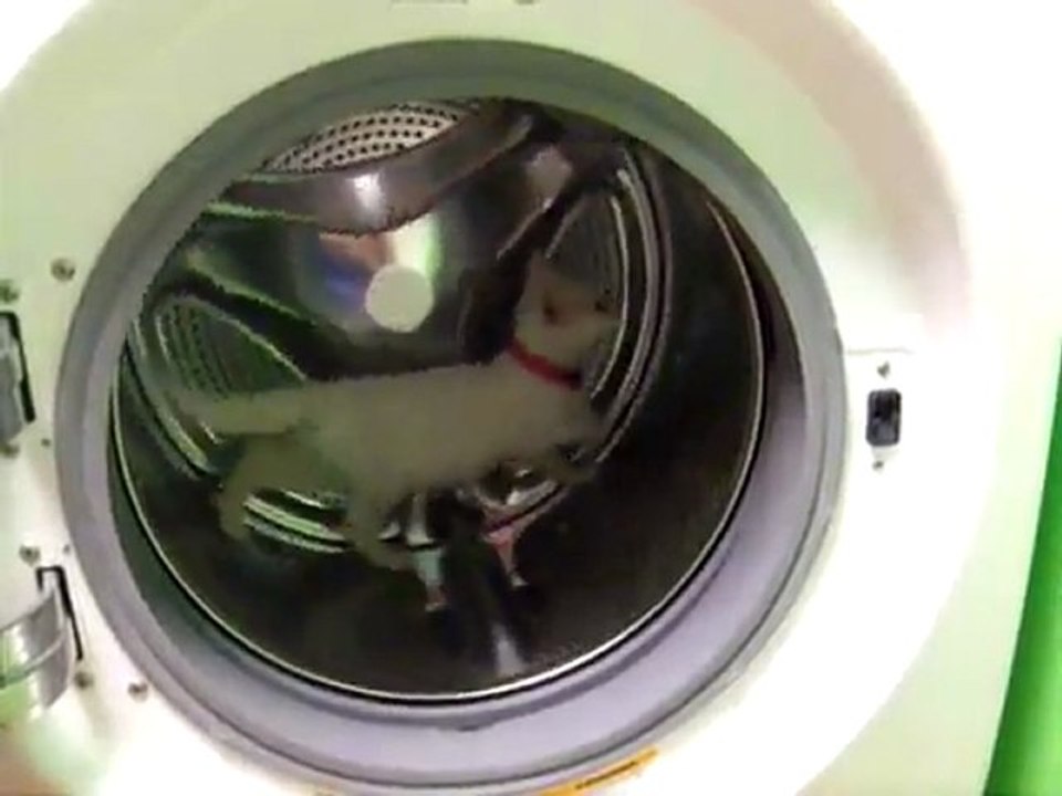 Un chaton dans un lave linge