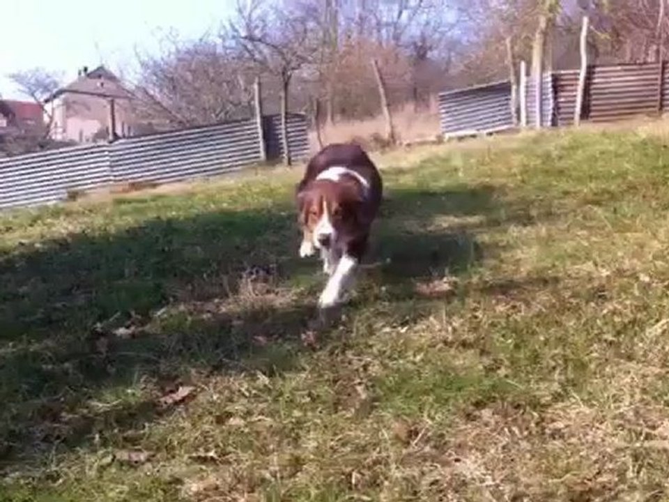 fifi