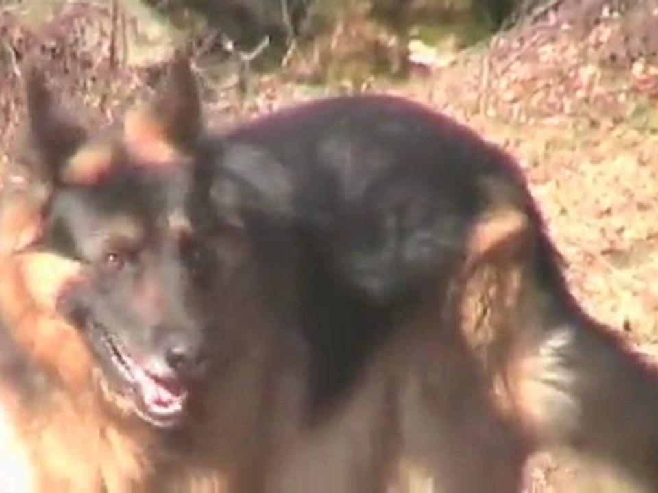 Sortie des chiots Border et Berger allemand au pré