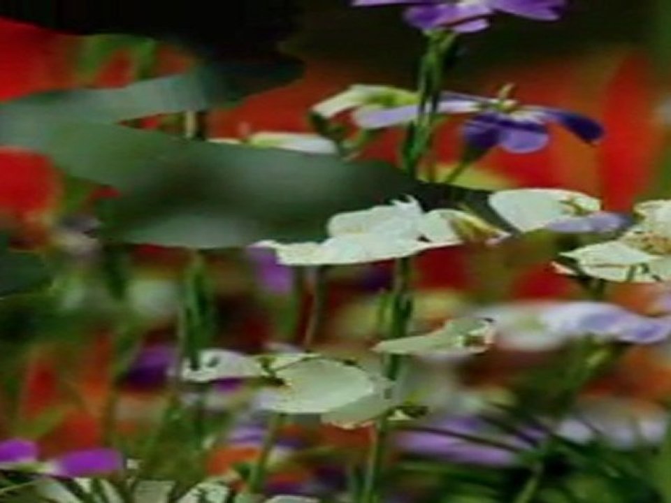 Where Do You Think - Dire Straits (Mustafa Dinç)