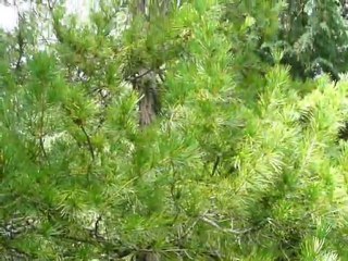 CRUISE (VIKTORIA)-2010 039