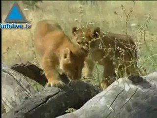 Leones en el Safari de Ramat Gan