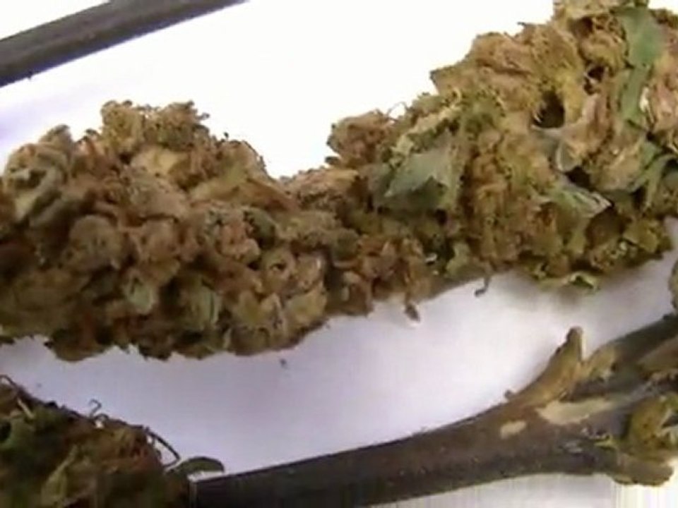Jamaica 2012 Weed & Hash