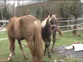 RMF Lady Angel Star 9 Mois, hiver 2012