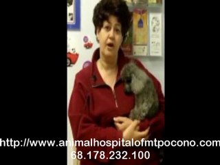 Client’s Testimonial on Animal Dental Care in Mt. Pocono