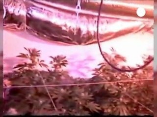 Macroplantación de marihuana en Nueva York