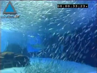 La danza de los peces