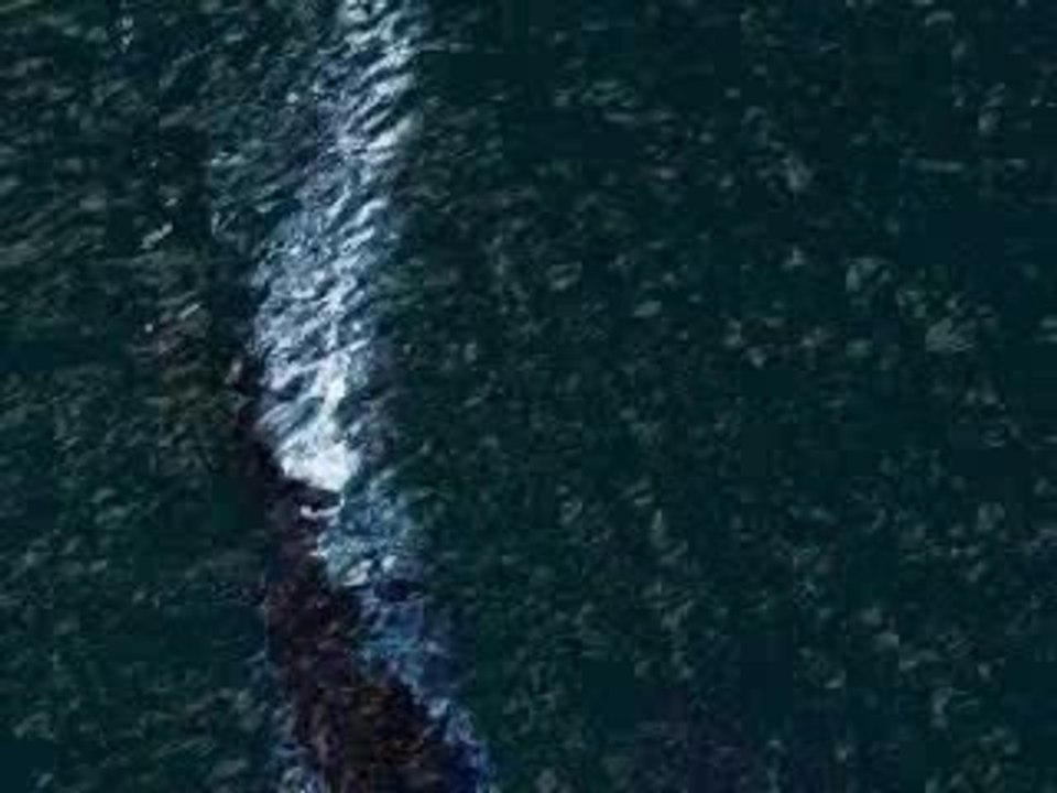 le_monstre_et_l'arme_junon!!!