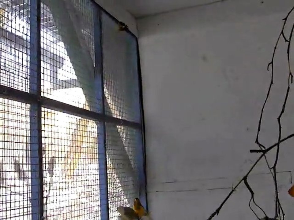 l'hiver d'une volière en extérieur = abreuvoir hors gel