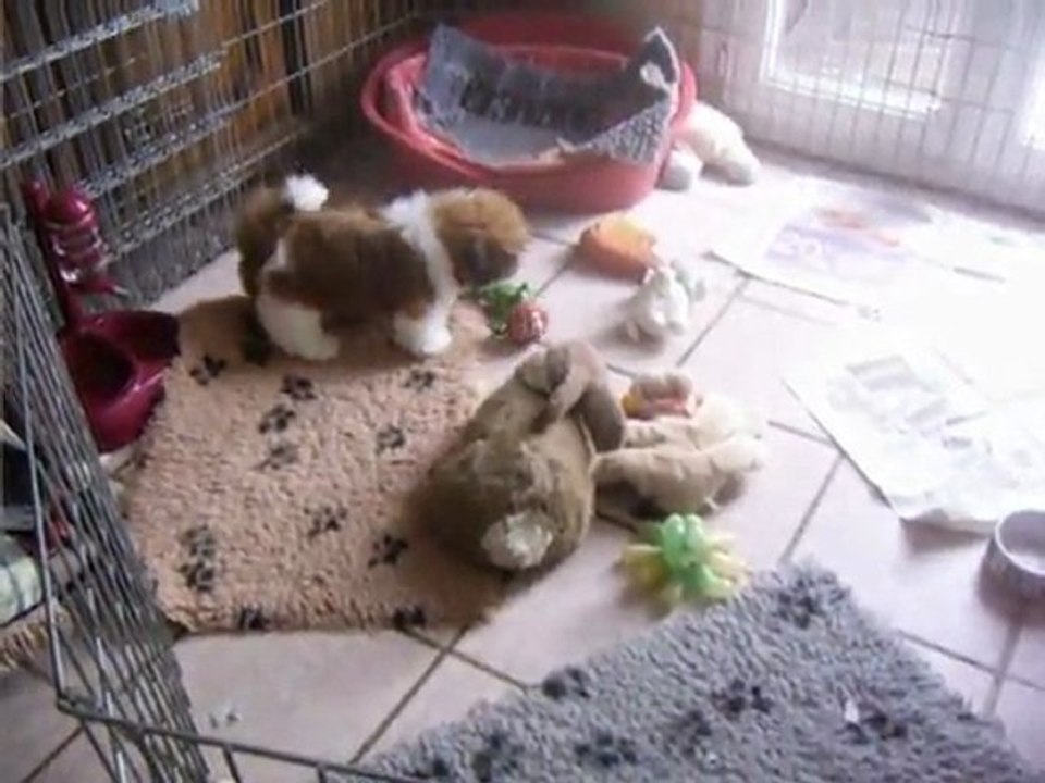 gatsby-tchang a 3 mois fils de flory-chan et bal-tai