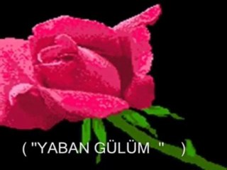 çünkü sen sen yaban gülüsün ( Y.JANUARY )