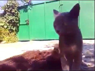 Un chat pris au piège par un lézard