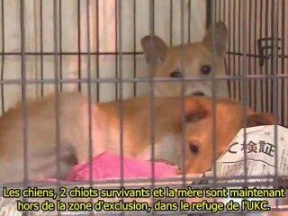 Les animaux abandonnés de Fukushima qu'on laisse mourir